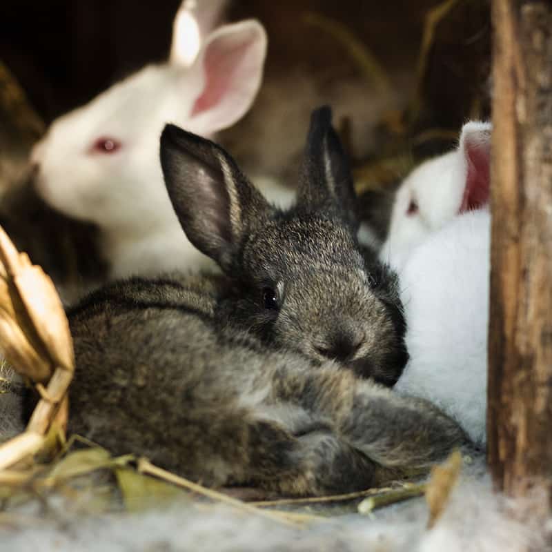 FFTIN Tierheimsponsoring – Wie man Tierheime unterstützen kann