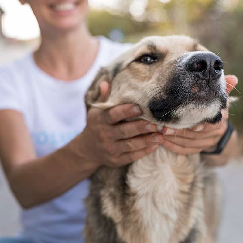 FFTIN Tierheimsponsoring – Wie man Tierheime unterstützen kann