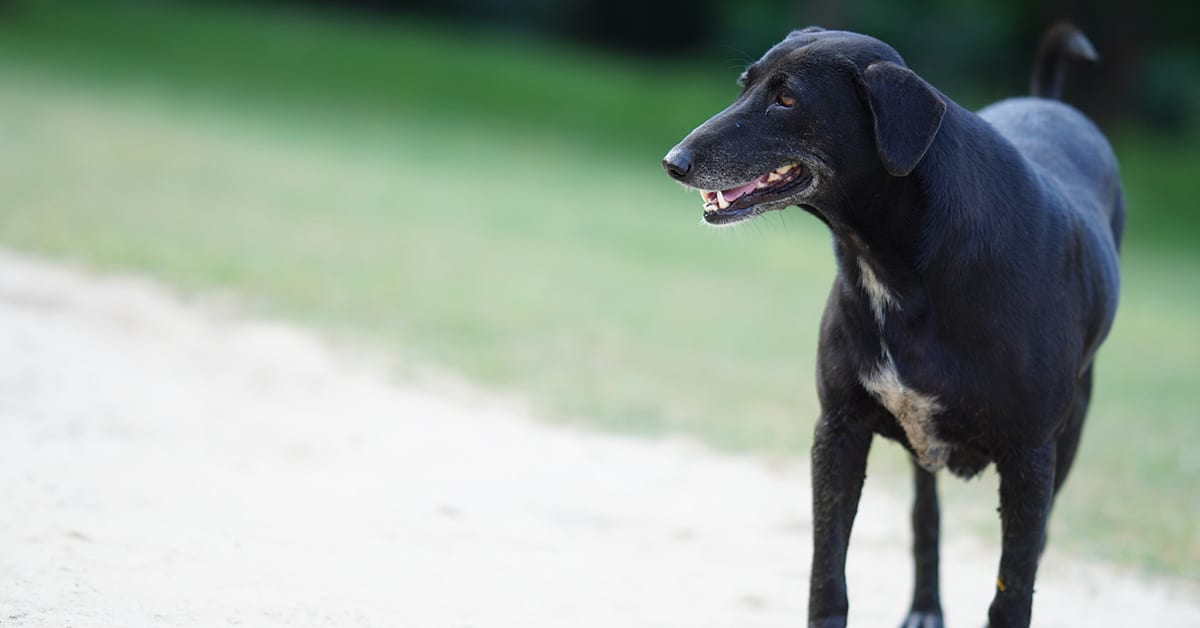 FFTIN Tierheimsponsoring – Ein Herz für Tiere zeigen